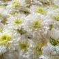 Dendranthema Morifolium, Chrysanthemum Morifolium Seed 5000 PCS, Huang Shan Gong Ju
