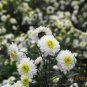 Dendranthema Morifolium, Chrysanthemum Morifolium Seed 5000 PCS, Huang Shan Gong Ju