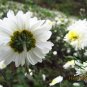 Dendranthema Morifolium, Chrysanthemum Morifolium Seed 5000 PCS, Huang Shan Gong Ju