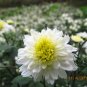 Dendranthema Morifolium, Chrysanthemum Morifolium Seed 5000 PCS, Huang Shan Gong Ju