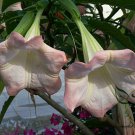 Datura Stramonium, Jimsonweed Seed 1000 PCS, Hell's Bells Man Tuo Luo