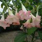 Datura Stramonium, Jimsonweed Seed 1000 PCS, Hell's Bells Man Tuo Luo