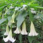 Datura Stramonium, Jimsonweed Seed 1000 PCS, Hell's Bells Man Tuo Luo