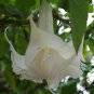 Datura Stramonium, Jimsonweed Seed 1000 PCS, Hell's Bells Man Tuo Luo