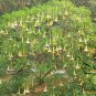 Datura Stramonium, Jimsonweed Seed 1000 PCS, Hell's Bells Man Tuo Luo