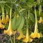 Datura Stramonium, Jimsonweed Seed 1000 PCS, Hell's Bells Man Tuo Luo