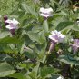 Datura Stramonium, Jimsonweed Seed 1000 PCS, Hell's Bells Man Tuo Luo