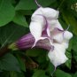 Datura Stramonium, Jimsonweed Seed 1000 PCS, Hell's Bells Man Tuo Luo