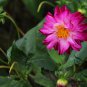 Dahlia Pinnata, Garden Dahlia Seed 1000 PCS, Da Li Hua