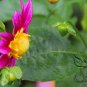Dahlia Pinnata, Garden Dahlia Seed 1000 PCS, Da Li Hua