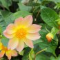 Dahlia Pinnata, Garden Dahlia Seed 1000 PCS, Da Li Hua