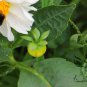 Dahlia Pinnata, Garden Dahlia Seed 1000 PCS, Da Li Hua