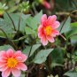 Dahlia Pinnata, Garden Dahlia Seed 1000 PCS, Da Li Hua