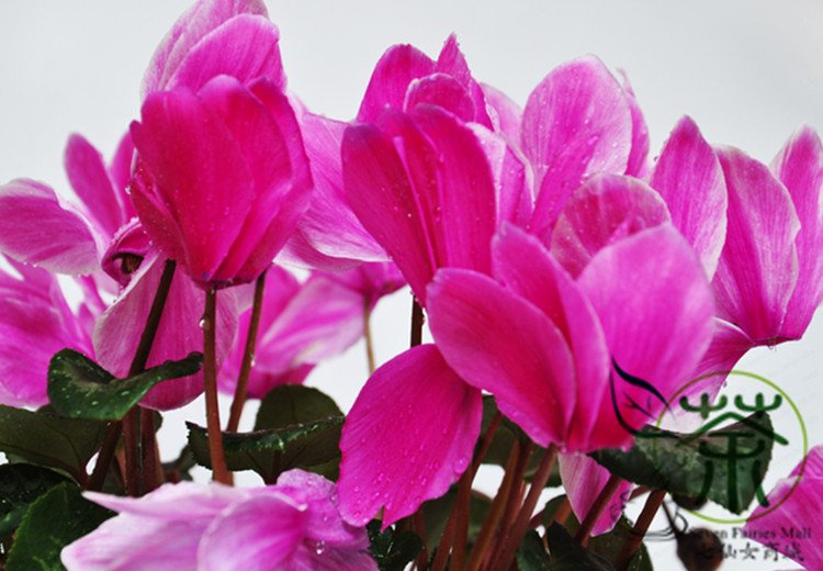 Cyclamen Persicum, Persian Cyclamen Seed 200 PCS, Florist's Cyclamen Xian Ke Lai
