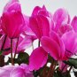 Cyclamen Persicum, Persian Cyclamen Seed 200 PCS, Florist's Cyclamen Xian Ke Lai