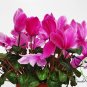 Cyclamen Persicum, Persian Cyclamen Seed 200 PCS, Florist's Cyclamen Xian Ke Lai