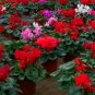 Cyclamen Persicum, Persian Cyclamen Seed 200 PCS, Florist's Cyclamen Xian Ke Lai