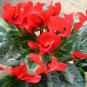 Cyclamen Persicum, Persian Cyclamen Seed 200 PCS, Florist's Cyclamen Xian Ke Lai