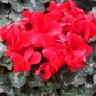 Cyclamen Persicum, Persian Cyclamen Seed 200 PCS, Florist's Cyclamen Xian Ke Lai