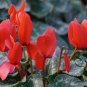 Cyclamen Persicum, Persian Cyclamen Seed 200 PCS, Florist's Cyclamen Xian Ke Lai
