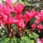 Cyclamen Persicum, Persian Cyclamen Seed 200 PCS, Florist's Cyclamen Xian Ke Lai