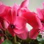 Cyclamen Persicum, Persian Cyclamen Seed 200 PCS, Florist's Cyclamen Xian Ke Lai