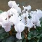 Cyclamen Persicum, Persian Cyclamen Seed 200 PCS, Florist's Cyclamen Xian Ke Lai