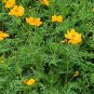 Cosmos Sulphureus, Yellow Cosmos Seed 2000 PCS, Sulfur Cosmos Liu Hua Ju