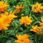 Cosmos Sulphureus, Yellow Cosmos Seed 2000 PCS, Sulfur Cosmos Liu Hua Ju