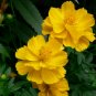 Cosmos Sulphureus, Yellow Cosmos Seed 2000 PCS, Sulfur Cosmos Liu Hua Ju