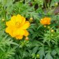 Cosmos Sulphureus, Yellow Cosmos Seed 2000 PCS, Sulfur Cosmos Liu Hua Ju