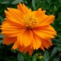 Cosmos Sulphureus, Yellow Cosmos Seed 2000 PCS, Sulfur Cosmos Liu Hua Ju