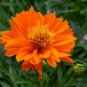 Cosmos Sulphureus, Yellow Cosmos Seed 2000 PCS, Sulfur Cosmos Liu Hua Ju