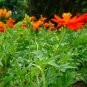 Cosmos Sulphureus, Yellow Cosmos Seed 2000 PCS, Sulfur Cosmos Liu Hua Ju
