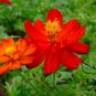 Cosmos Sulphureus, Yellow Cosmos Seed 2000 PCS, Sulfur Cosmos Liu Hua Ju