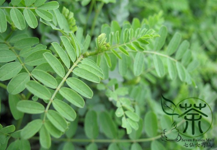 Coronilla Varia, Securigera Varia Seed 5000 PCS, Crown Vetch Xiao Guan Hua