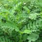 Coronilla Varia, Securigera Varia Seed 5000 PCS, Crown Vetch Xiao Guan Hua
