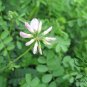 Coronilla Varia, Securigera Varia Seed 5000 PCS, Crown Vetch Xiao Guan Hua