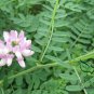 Coronilla Varia, Securigera Varia Seed 5000 PCS, Crown Vetch Xiao Guan Hua