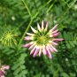 Coronilla Varia, Securigera Varia Seed 5000 PCS, Crown Vetch Xiao Guan Hua