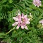 Coronilla Varia, Securigera Varia Seed 5000 PCS, Crown Vetch Xiao Guan Hua