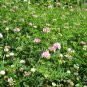 Coronilla Varia, Securigera Varia Seed 5000 PCS, Crown Vetch Xiao Guan Hua