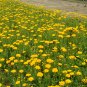 Coreopsis Basalis, Golden-mane Coreopsis Seed 2000 PCS, Jinji Ju