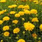 Coreopsis Basalis, Golden-mane Coreopsis Seed 2000 PCS, Jinji Ju