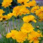 Coreopsis Basalis, Golden-mane Coreopsis Seed 2000 PCS, Jinji Ju