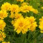Coreopsis Basalis, Golden-mane Coreopsis Seed 2000 PCS, Jinji Ju