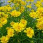 Coreopsis Basalis, Golden-mane Coreopsis Seed 2000 PCS, Jinji Ju
