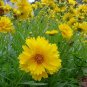 Coreopsis Basalis, Golden-mane Coreopsis Seed 2000 PCS, Jinji Ju