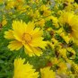 Coreopsis Basalis, Golden-mane Coreopsis Seed 2000 PCS, Jinji Ju