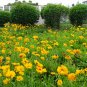 Coreopsis Basalis, Golden-mane Coreopsis Seed 2000 PCS, Jinji Ju